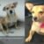 Dulcinea, la perrita que viajó de Sonora a Baja California escondida en auto de sus vecinos