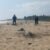 Guardia Civil protege arribo de tortugas marinas en Aquila
