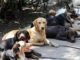 Perros Abandonados, la Consecuencia de los Peregrinos que van al Tepeyac